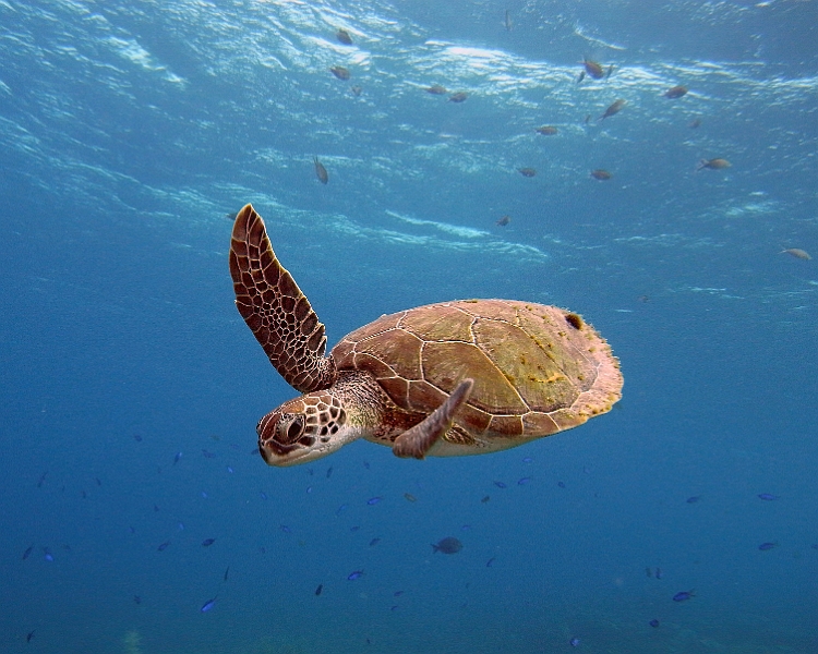 UWBN15-Turtle 2015